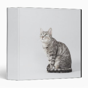 Cat looking up 3 ring binder