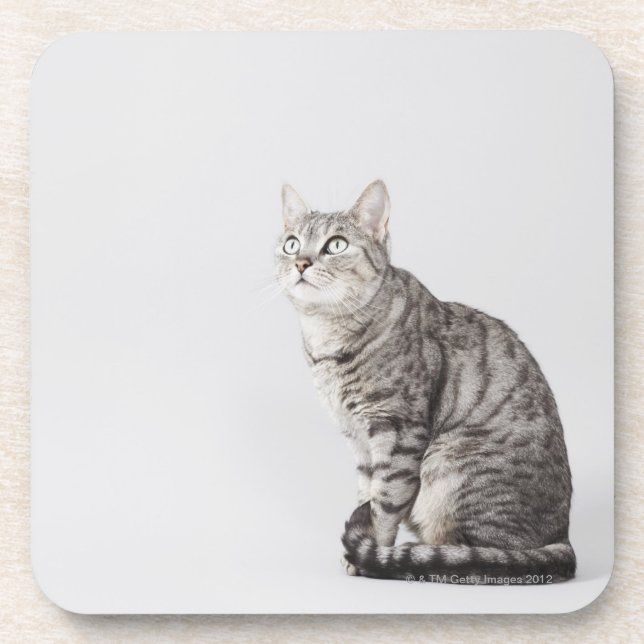 Cat looking up drink coaster (Front)