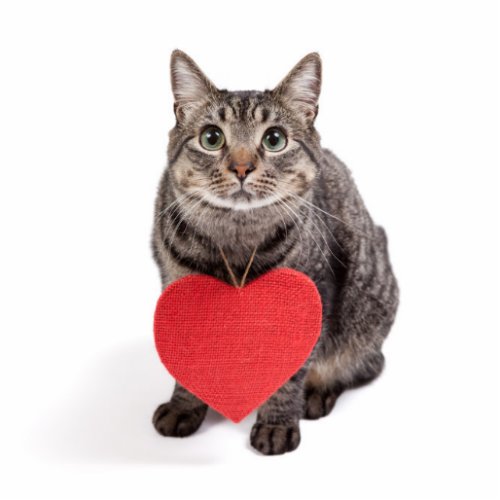 Cat Love Cutout