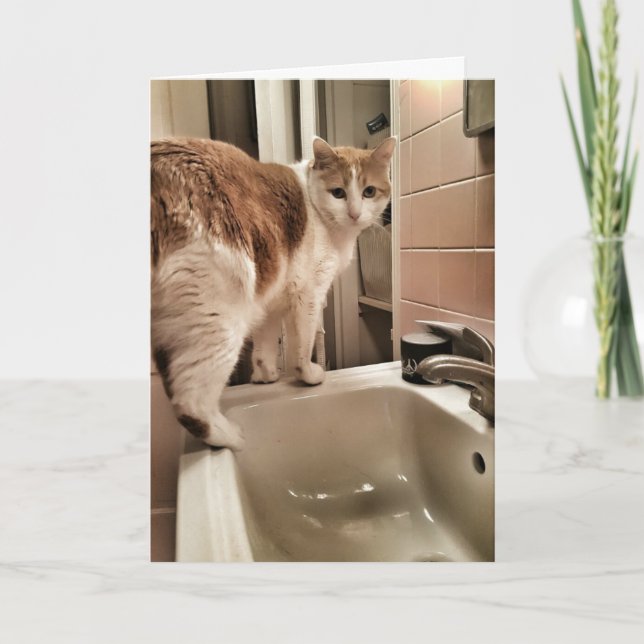 Cat Lover Funny Birthday Card (Front)