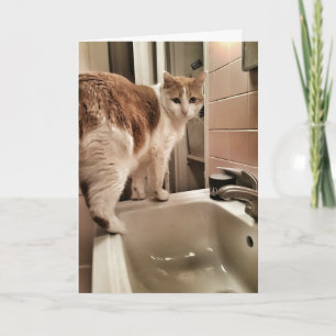Cat Lover Funny Birthday Card