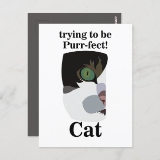 Cat Lover Funny Postcard