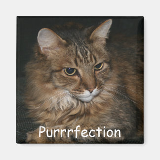 Cat Lover Magnet