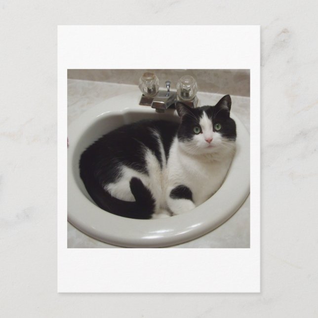 Cat lovers delight postcard (Front)