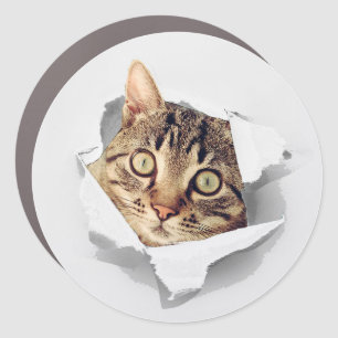 Cat Lovers Face Fun Business Car Magnet