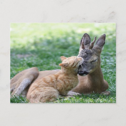 cat loves a deer postcard