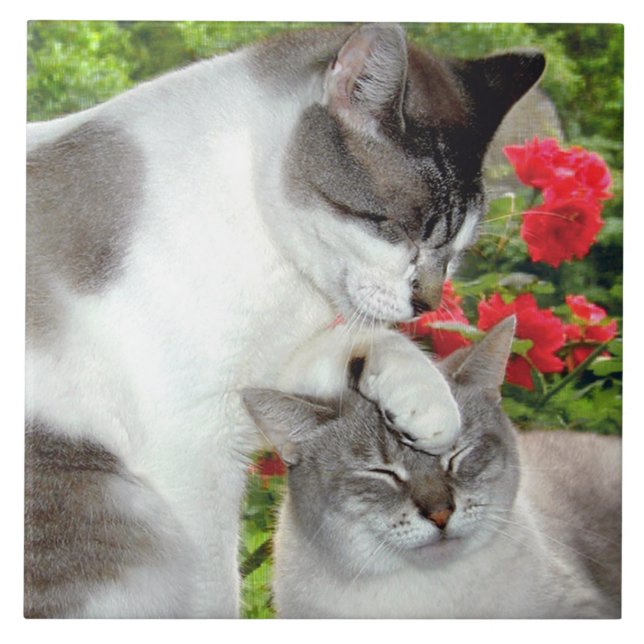 Cat Luv #3 Tile (Front)