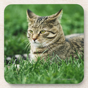 Cat lying in grass drink coaster