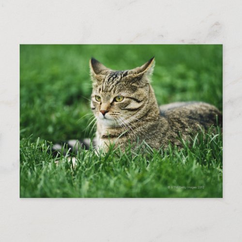 Cat lying in grass postcard