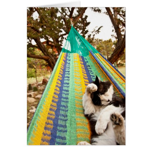 Cat lying in Mayan Mexican hammock Cards (Front)