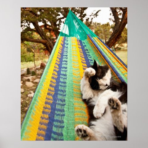 Cat lying in Mayan Mexican hammock Poster