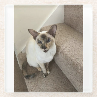 Cat magic glass coaster