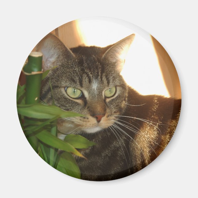 Cat Magnet (Front)