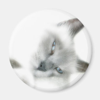 Cat Magnet