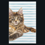 Cat, Maine Coon<br><div class="desc">Cat, Maine Coon</div>