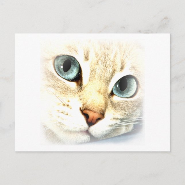 Cat mesmerEYES Postcard (Front)