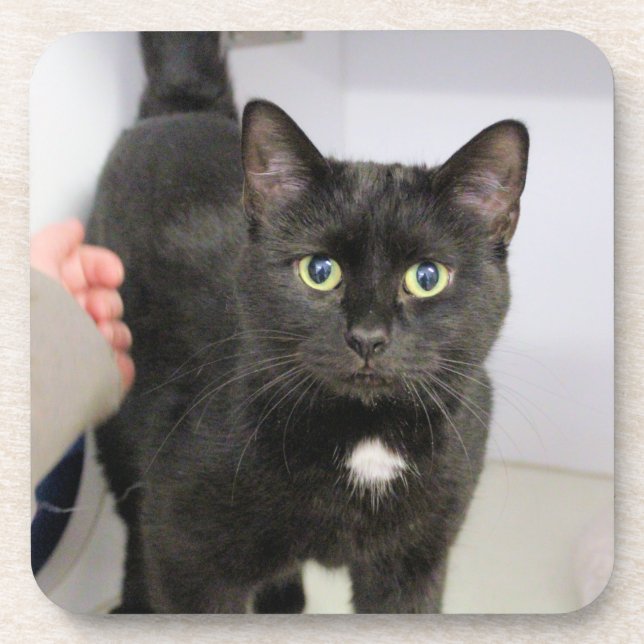 Cat Mouse Pad Beverage Coaster (Front)