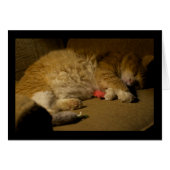 Cat Nap (Front Horizontal)