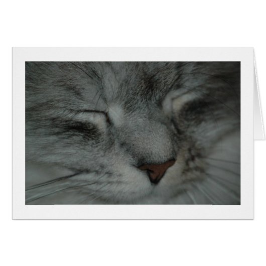 Cat nap (Front Horizontal)