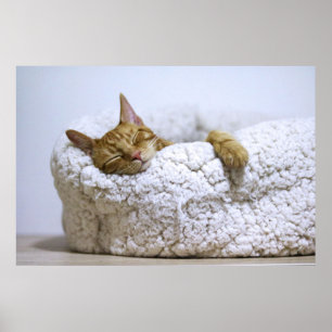 Cat Nap 4 Poster Premium Canvas (Gloss)