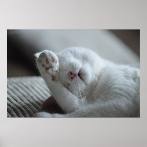 Cat Nap 6 Poster Premium Canvas Gloss