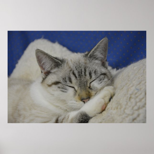 Cat Nap 7 Poster Semi Gloss (Front)