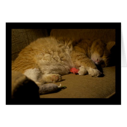Cat Nap Cards (Front Horizontal)