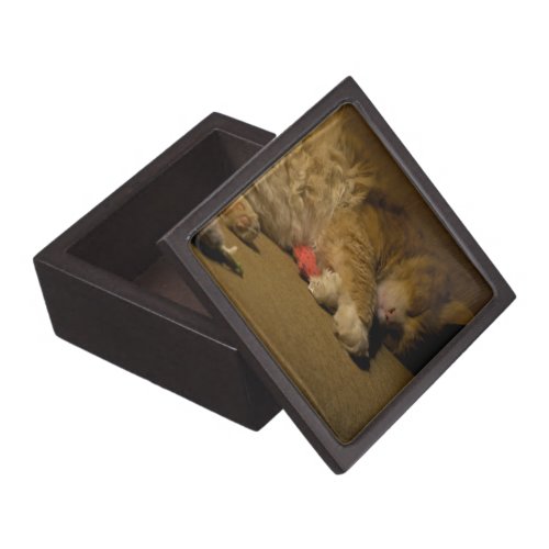 Cat Nap Jewelry Box