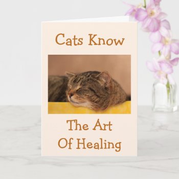 Cat Nap Wisdom Get Well Card by Therupieshop at Zazzle