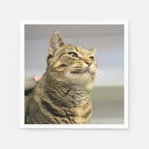 Cat napkins