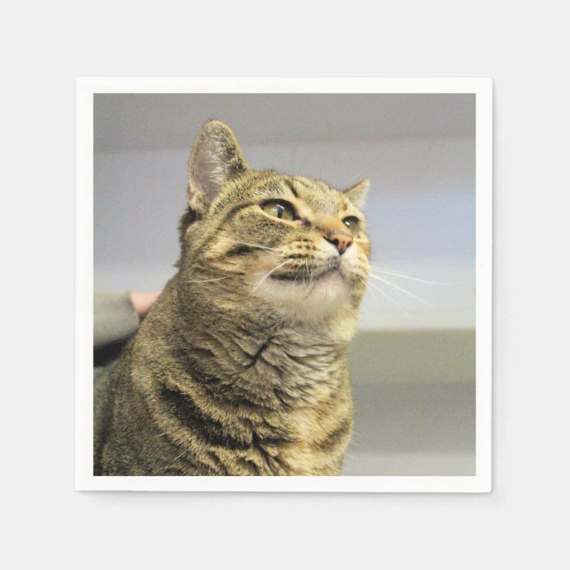 Cat    napkins (Front)