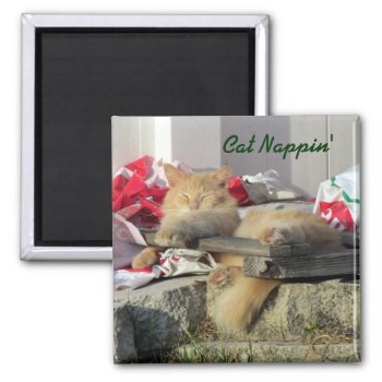 Cat Nappin' Magnet by CatsEyeViewGifts at Zazzle