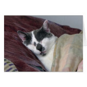 Cat Napping (Front Horizontal)