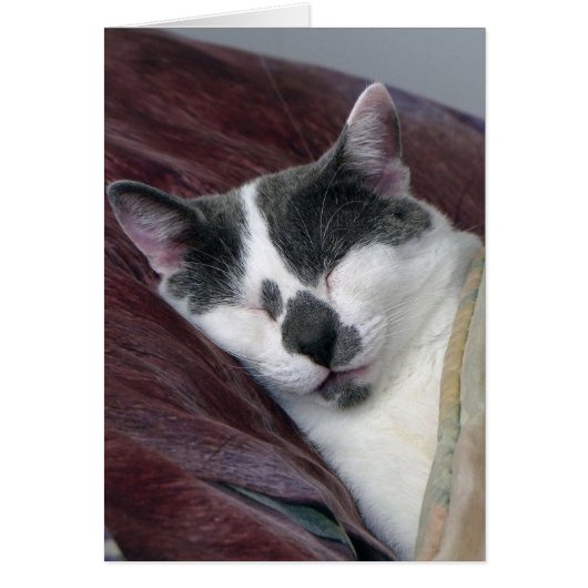 Cat Napping Cards (Front)