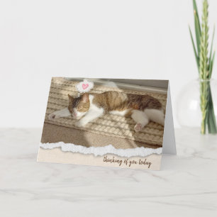 Cat Napping in Sunlight Thinking of You Holiday Card