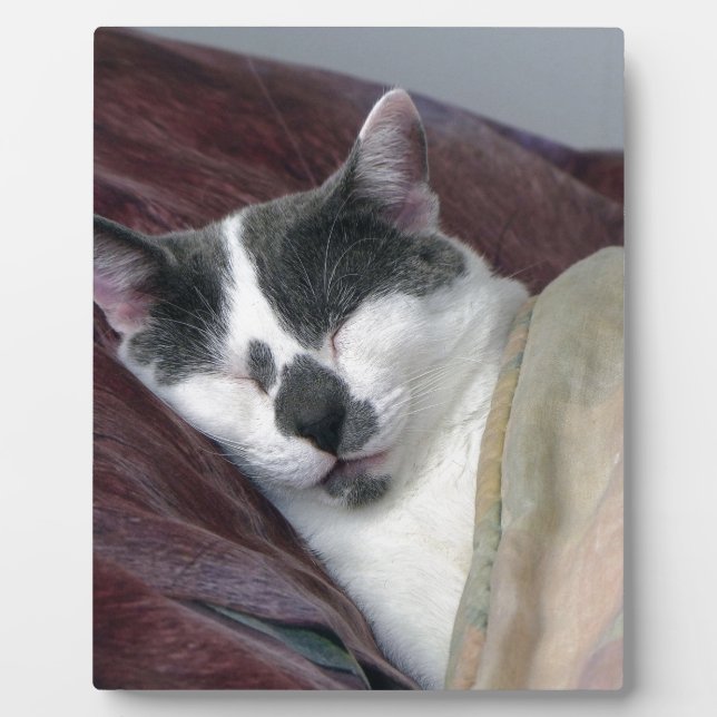 Cat Napping Plaque (Front)