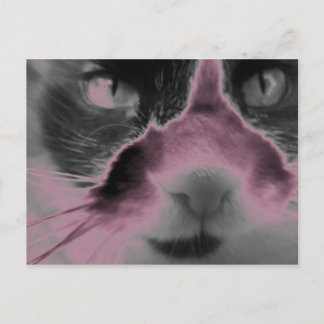 Cat Neon Pink Postcard