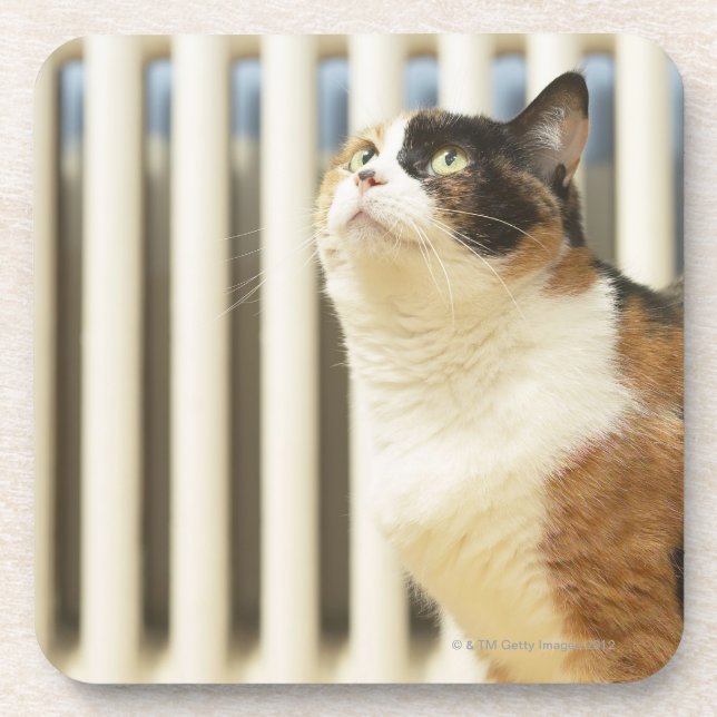 Cat next to radiator beverage coaster (Front)