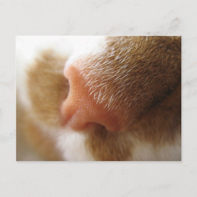 Cat Nose Postcard (Front)