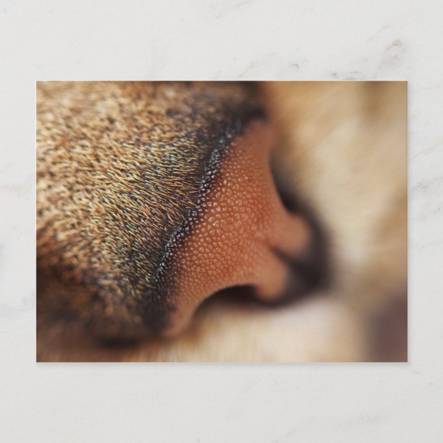 Cat nose postcard (Front)