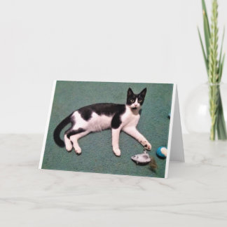 Cat Note Cards