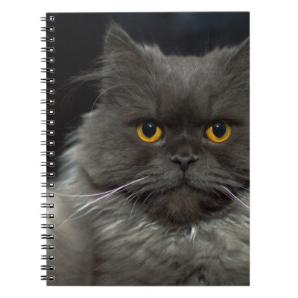 cat notebook