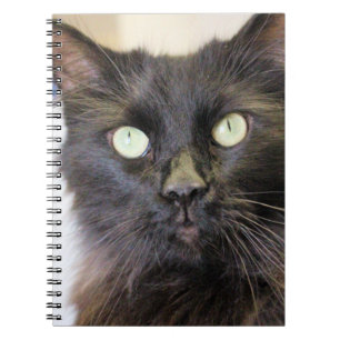 Cat notebook