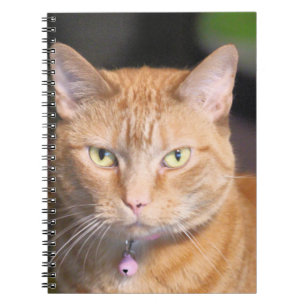 Cat notebook