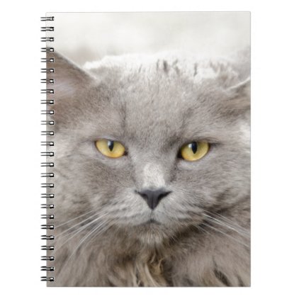 cat notebook