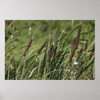 Cat o' nine tails poster