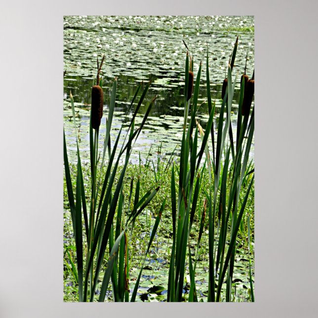 Cat O Nine Tails & White Water Lillys Photo Print (Front)