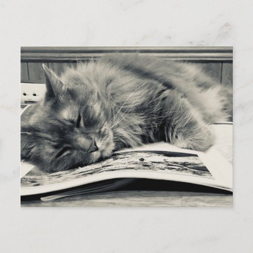 Cat on a Book Photo Postcard