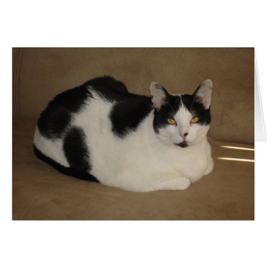 Cat On A Couch Cards (Front Horizontal)