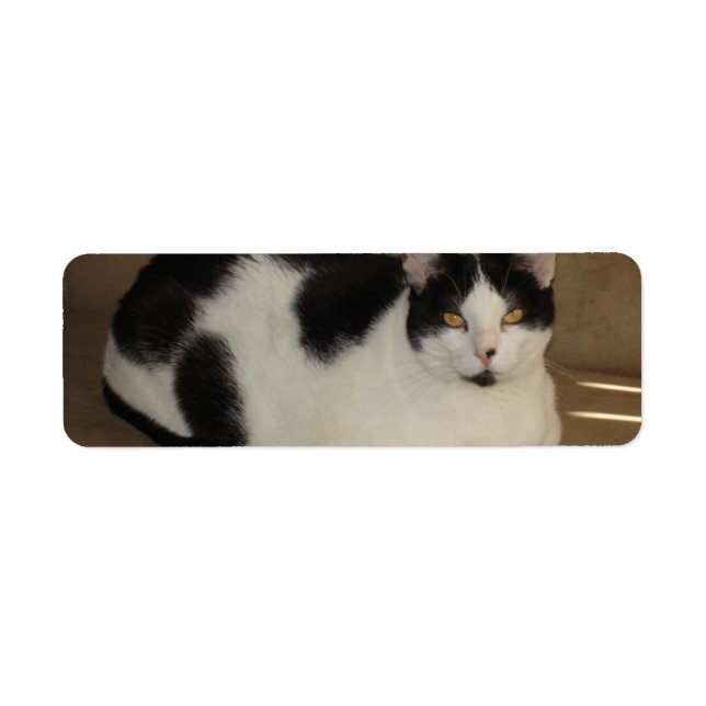 Cat On A Couch Label (Front)